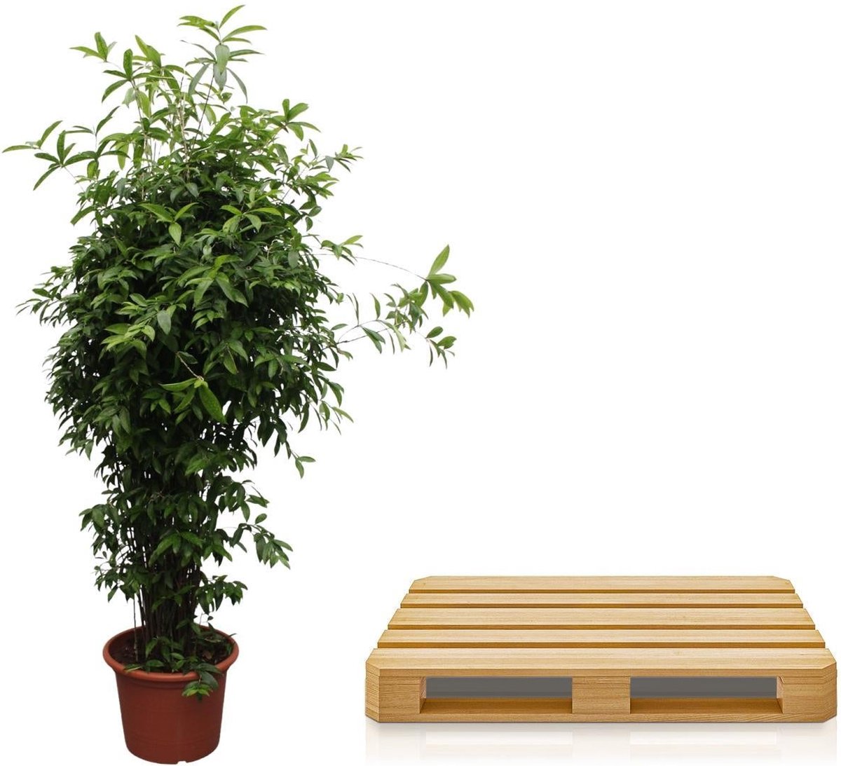 Dracaena Surculosa - 300 cm - ø60