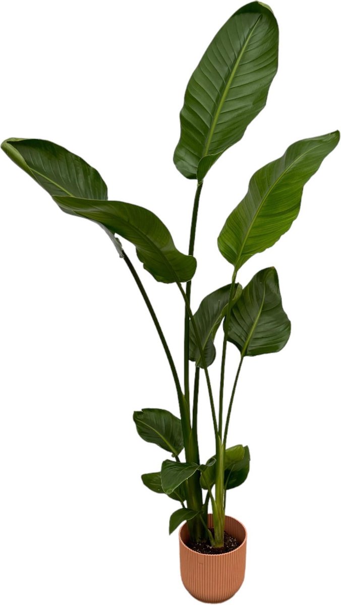 Strelitzia Nicolai inclusief elho Vibes Fold Round roze - 100 cm - Ø18