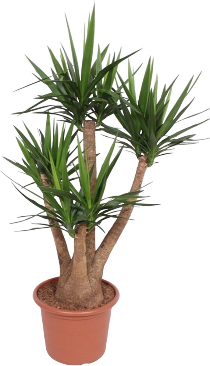 Green Harmony - Yucca Elephantipes vertakt - 170 cm - ø45