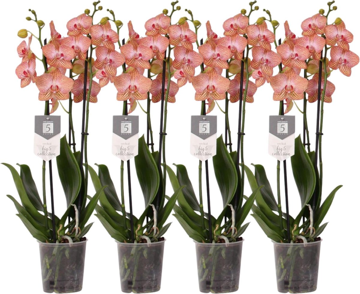Green Harmony - Set van 4 - Phalaenopsis Ravello - 3 tak orchidee - 60 cm - Ø12cm