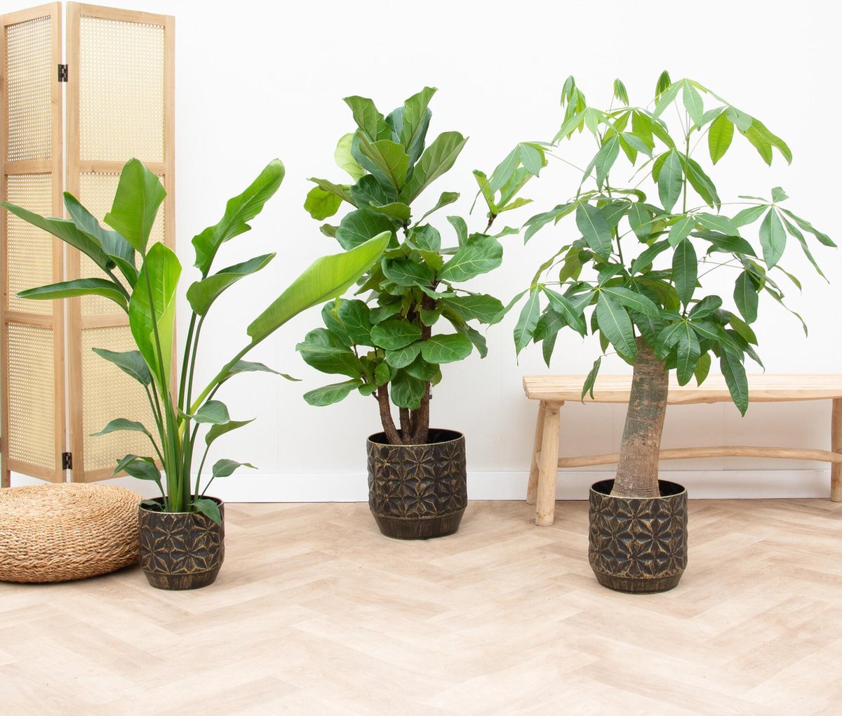 Green Harmony - Combi deal - Strelitzia Nicolai 70 cm - Wout L 130 cm - Ficus Lyrata vertakt 160cm