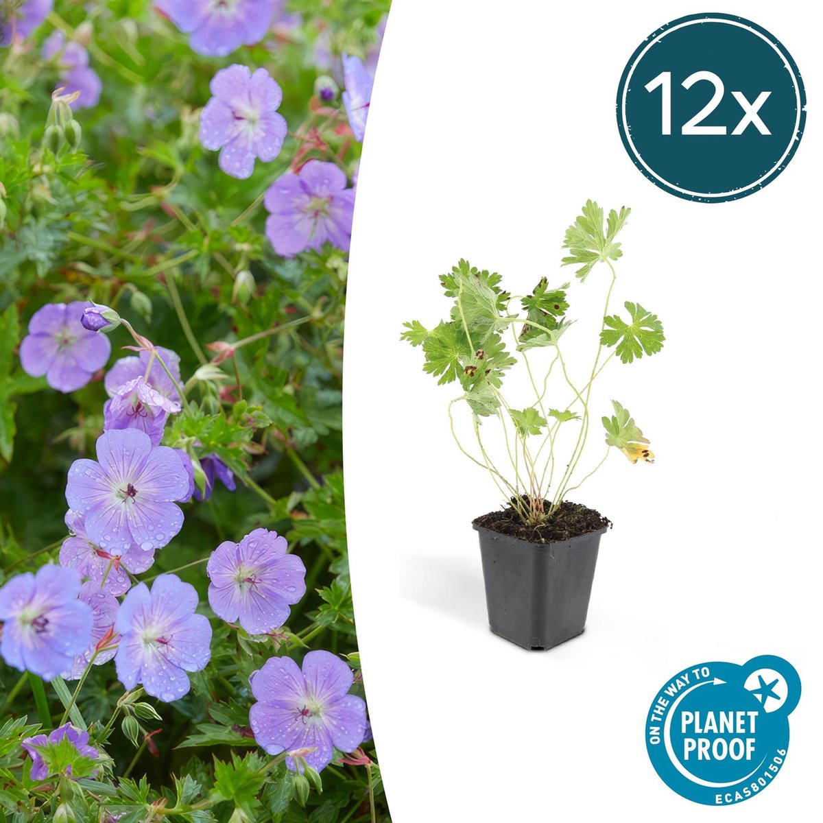 Geranium Rozanne - 25cm - Ø9cm - 12x