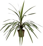 Cordyline Peko - 90 cm - Ø24cm