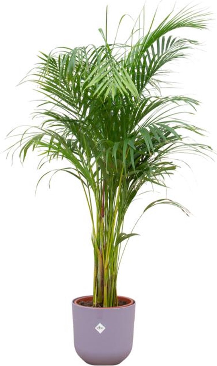 Combi deal - Areca palm inclusief elho Jazz Round lila Ø26 - 140 cm