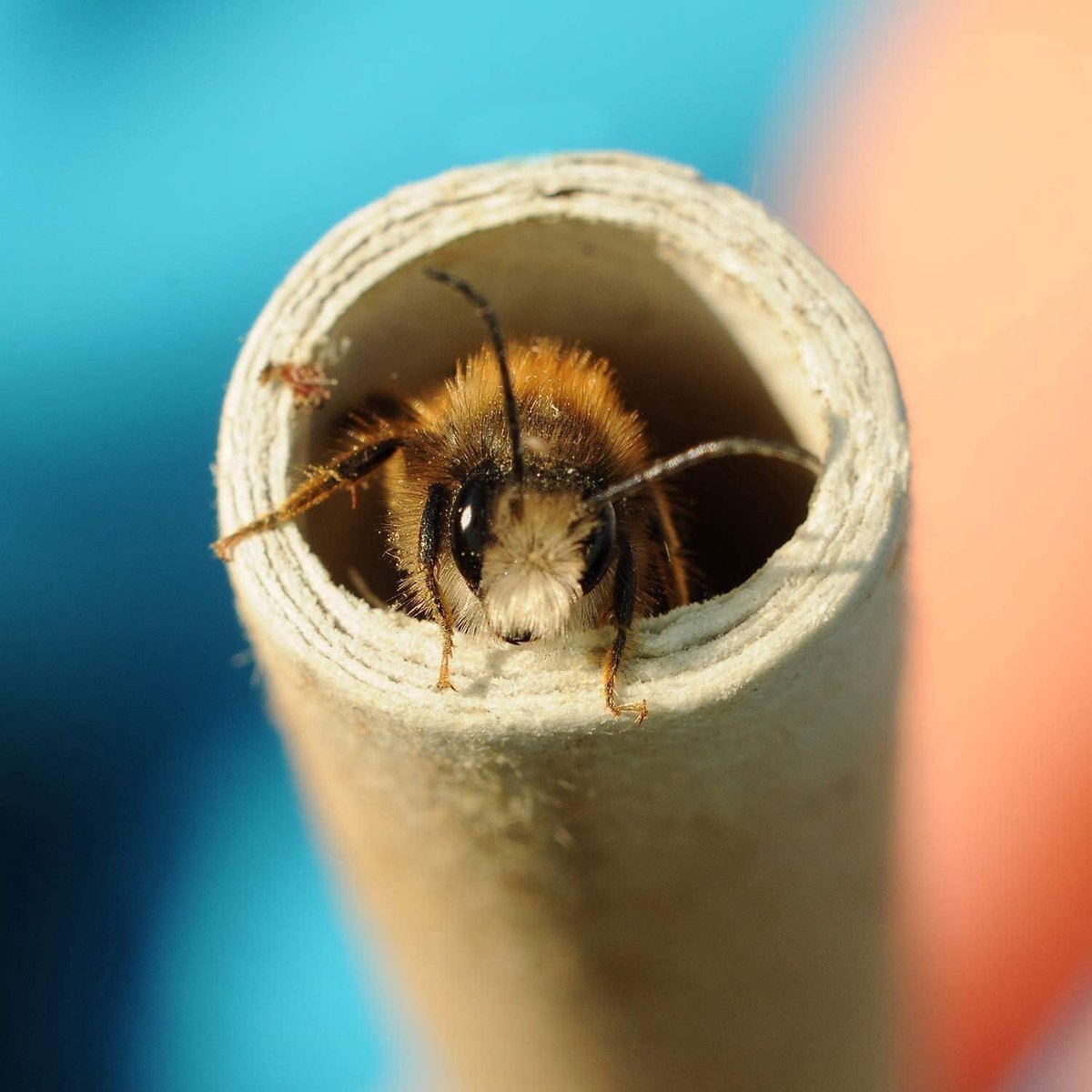 100 Tubes De Nidification Pour Abeilles Sauvages - 15cm Long, 8mm Diamètre | Hôtel à Insectes, Biodiversité Jardin