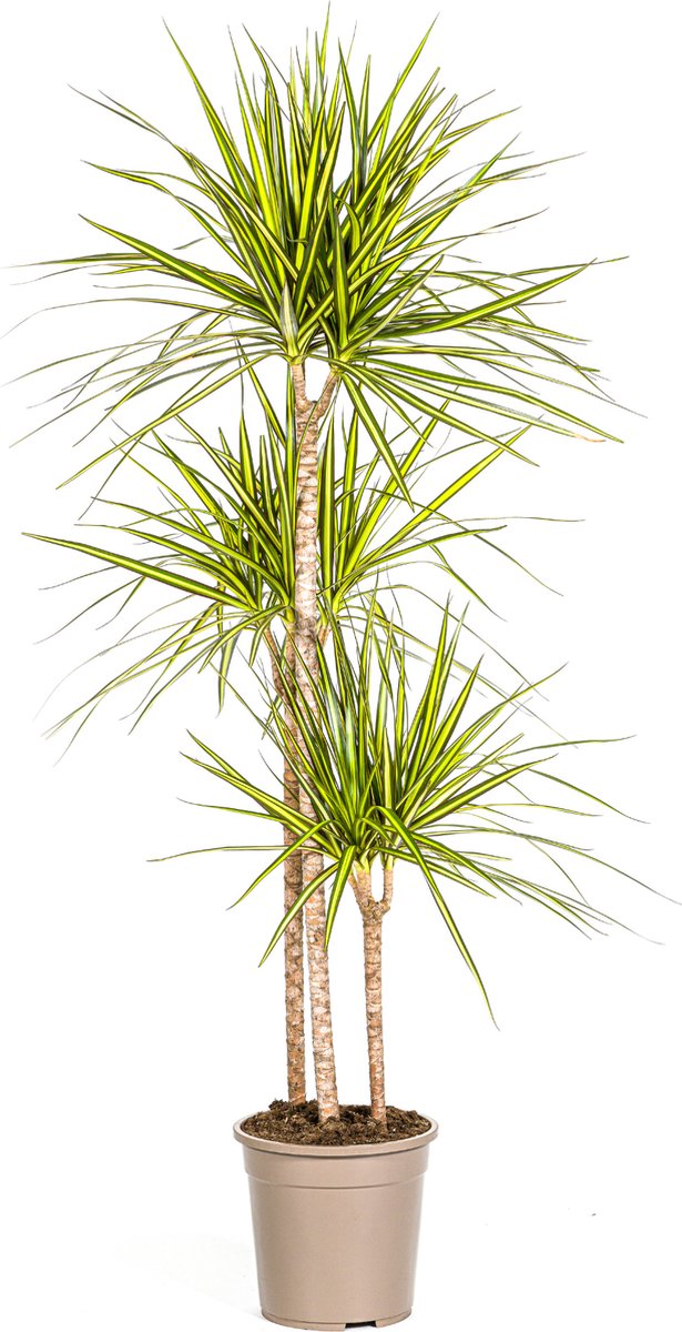 Green Harmony | Dracaena Marginata Sunray Ø24cm - 140cm