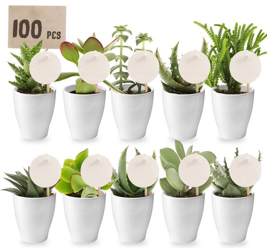 vdvelde.com - Mini Cactussen in terracotta potjes - Cactus plant - 5 stuks - Ø 6 cm - Hoogte 8-15 cm