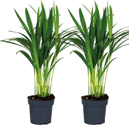 Bloomique - Set van 2 - Dypsis Lutescens - Goudpalm - Kamerplant - Onderhoudsvriendelijk - 20-25 cm - Pot 12 cm - Hoogte 25-35 cm