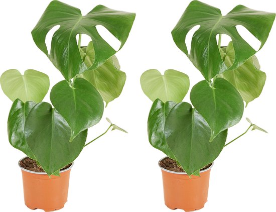 Bloomique - Set van 2 - Monstera Deliciosa - Gatenplant - Kamerplanten - Luchtzuiverend - Gemakkelijk in onderhoud - 30-40 cm Hoog - Pot 12 cm