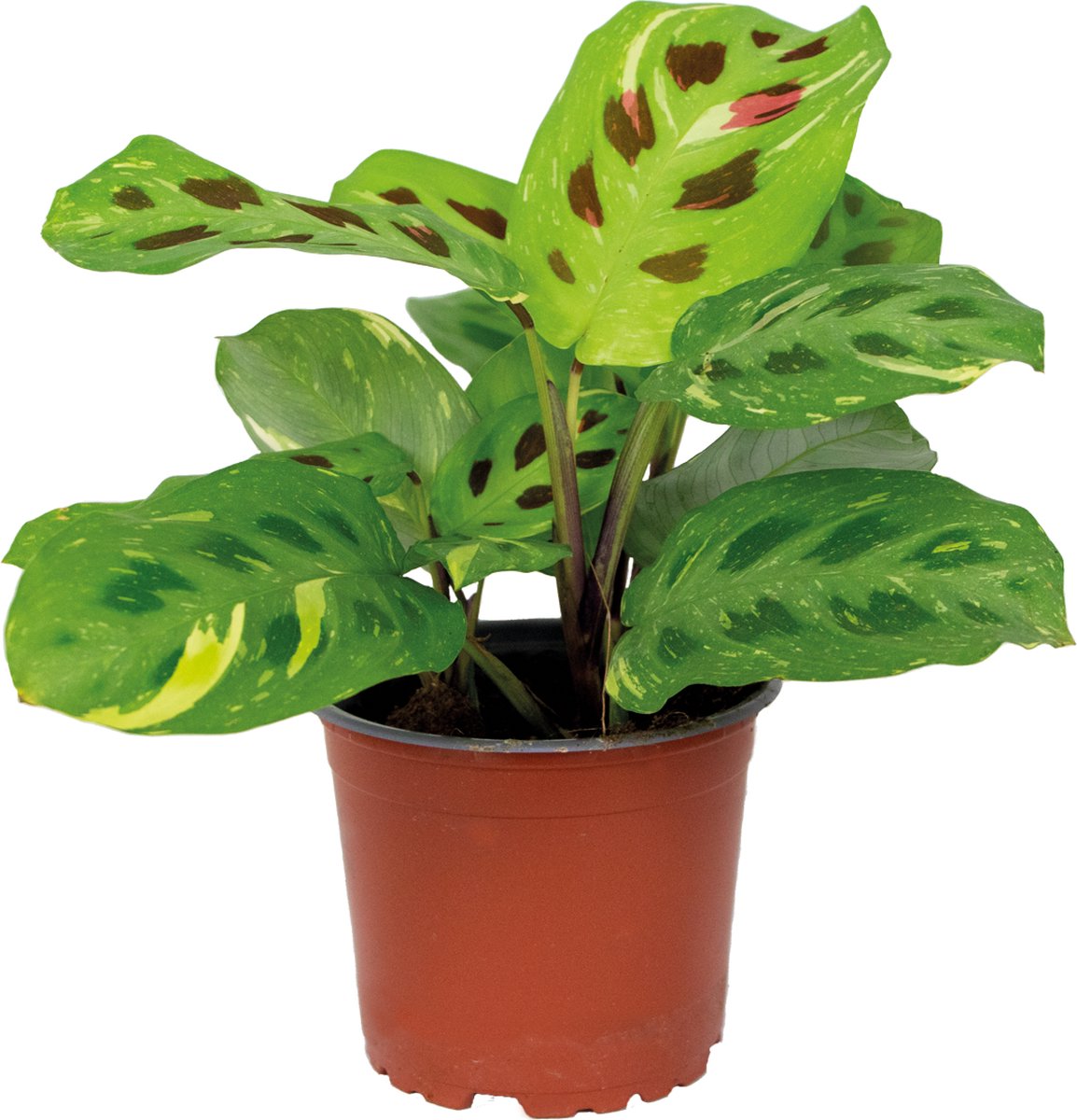 Bol.com Bloomique - Maranta Variegata - Gebedsplant - Hangplant - Kamerplanten - Luchtzuiverend - Diervriendelijk - Hoogte 10-20... aanbieding