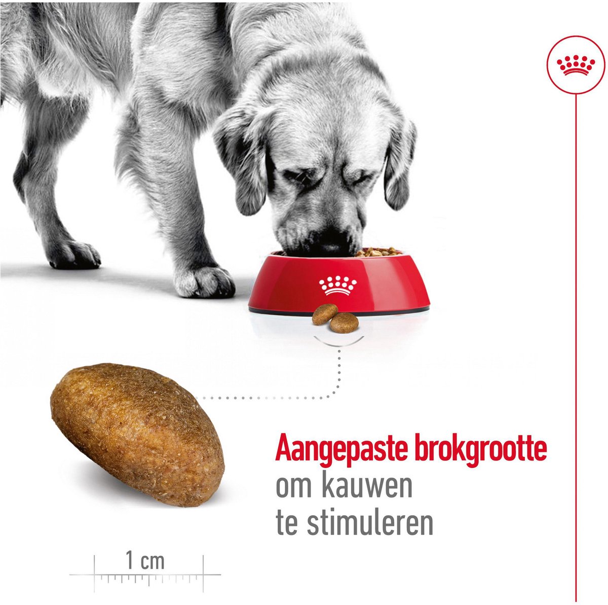 Royal Canin Maxi Adult - Voeding grote honden thumbnail 6