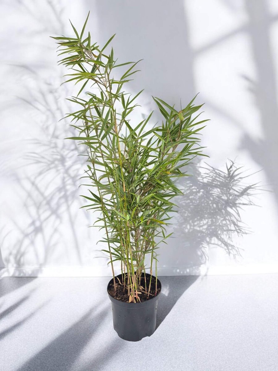 Fargesia Robusta Campbell - Set van 8 - Niet woekerende bamboe planten - 95+ cm in 2.5 Liter pot (18 cm diameter) - Niet woekerend - Winterhard - Groenblijvend - Grote Bamboe tot 600 cm hoog - Fargesia voor tuin, solitair en haag