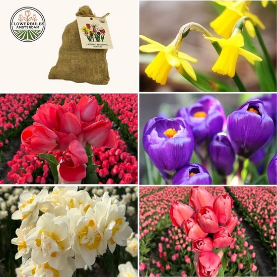 Foto: Verwilderingsbollen pakket bloembollen mix meerjarig medium lasting wild mix duurzame voordeelzak 50 bloembollen voor 1 m2 bloemenpracht krokus tulpen narcissen flowerbulbs amsterdam