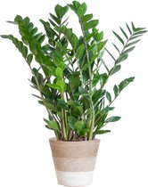 Zamioculcas Zamiifolia met Mand Lissabon wit - 80cm - Ø21