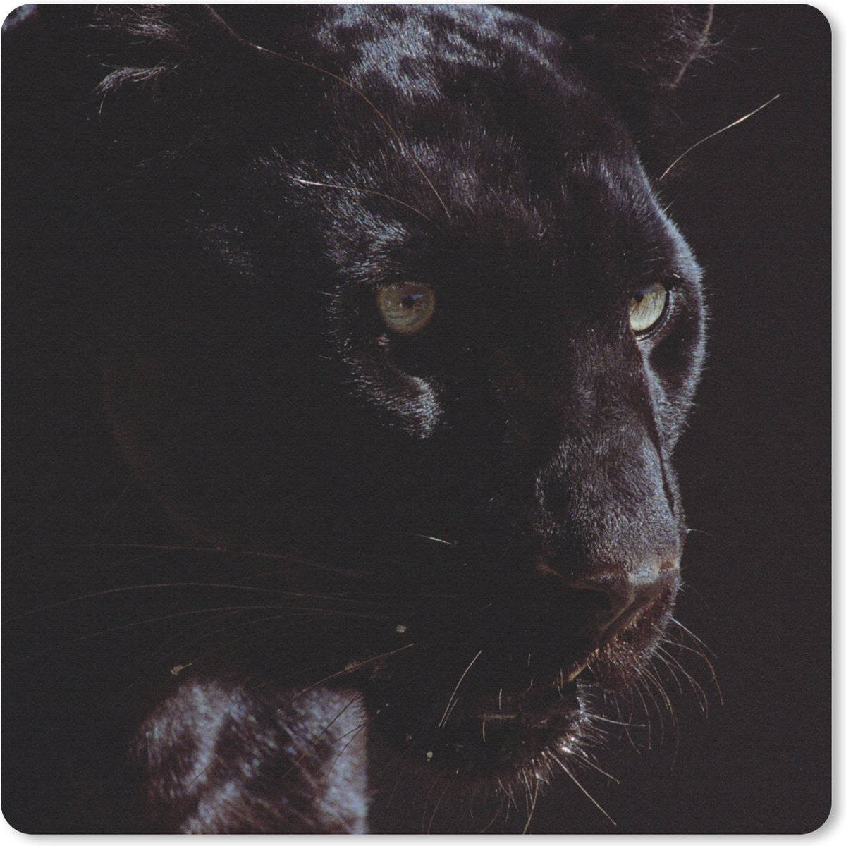 Muismat 20x20 cm - Mousepad Panter - Dier - Zwart - Muismatten