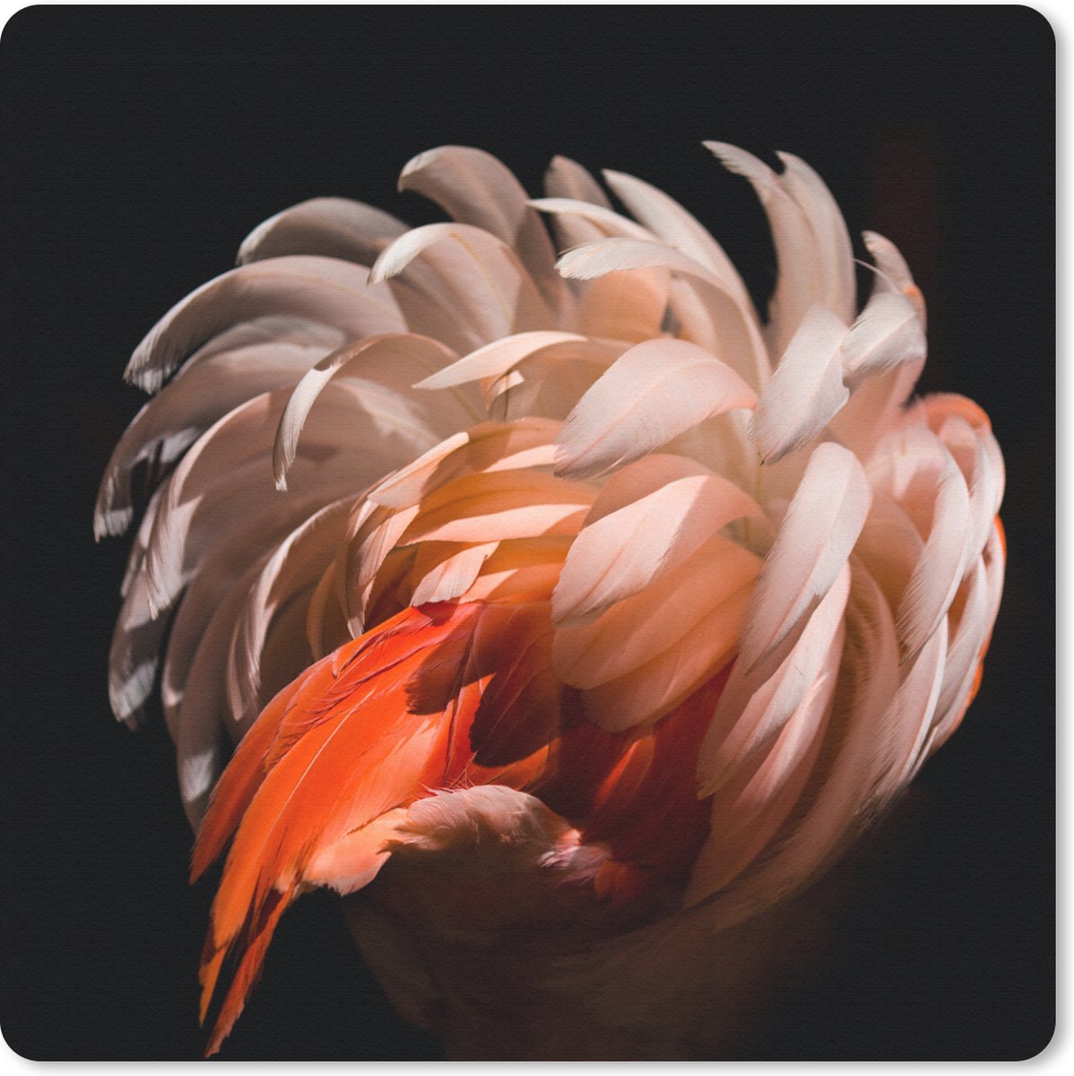 Muismat 20x20 cm - Mousepad Flamingo - Veren - Licht - Macro - Muismatten