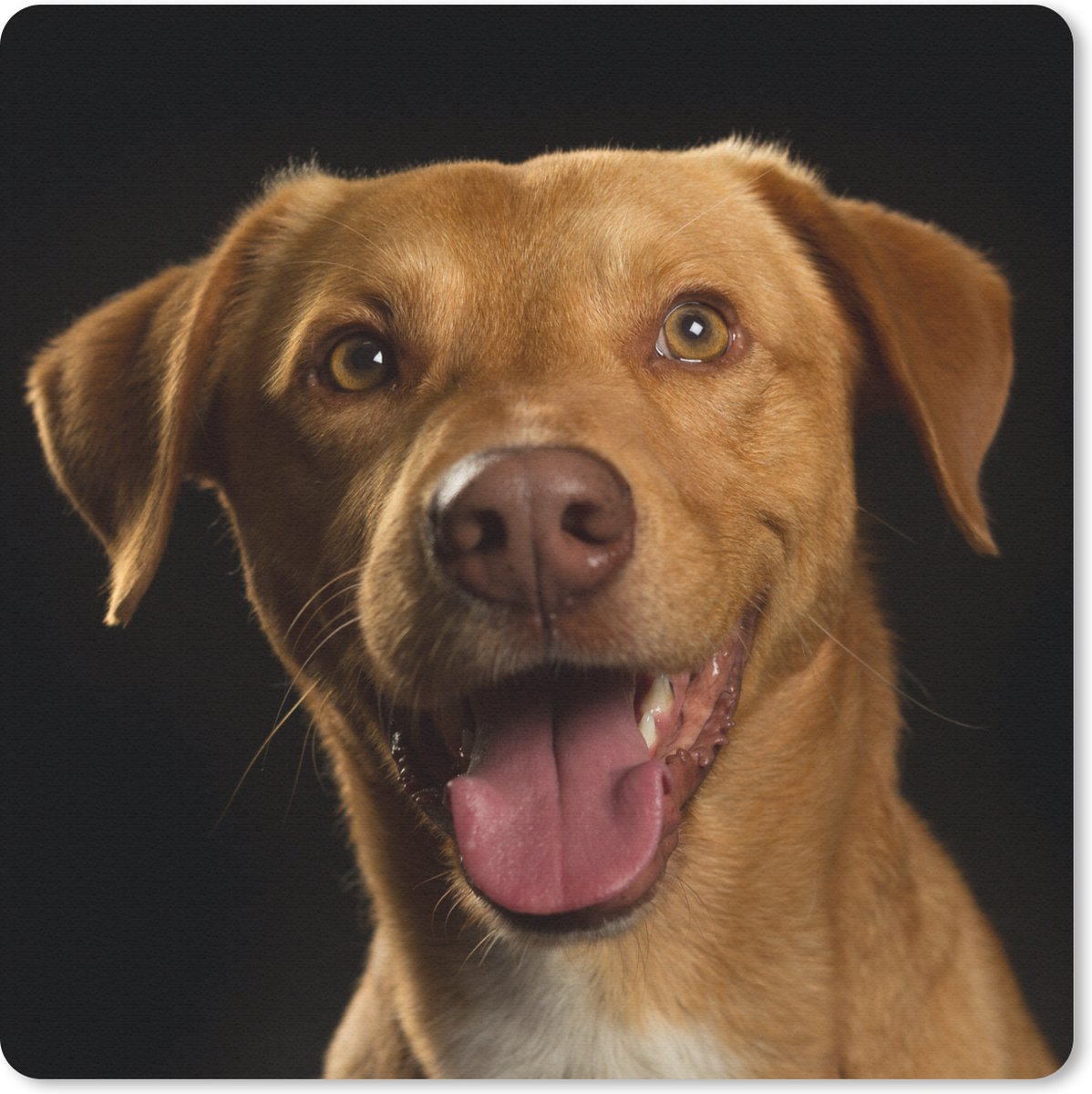 Muismat 30x30 cm - Mousepad Hond - Huisdieren - Portret - Muismatten