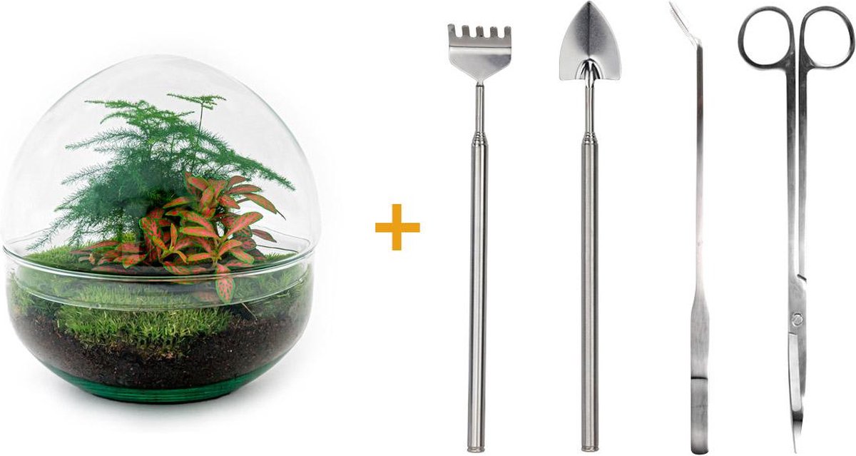 Green Harmony | DIY terrarium - Dome Red -  20 cm