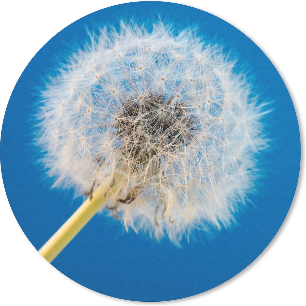 Muismat rond 50x50 cm - Mousepad Paardenbloem - Bloem - Terras - Ronde muismatten