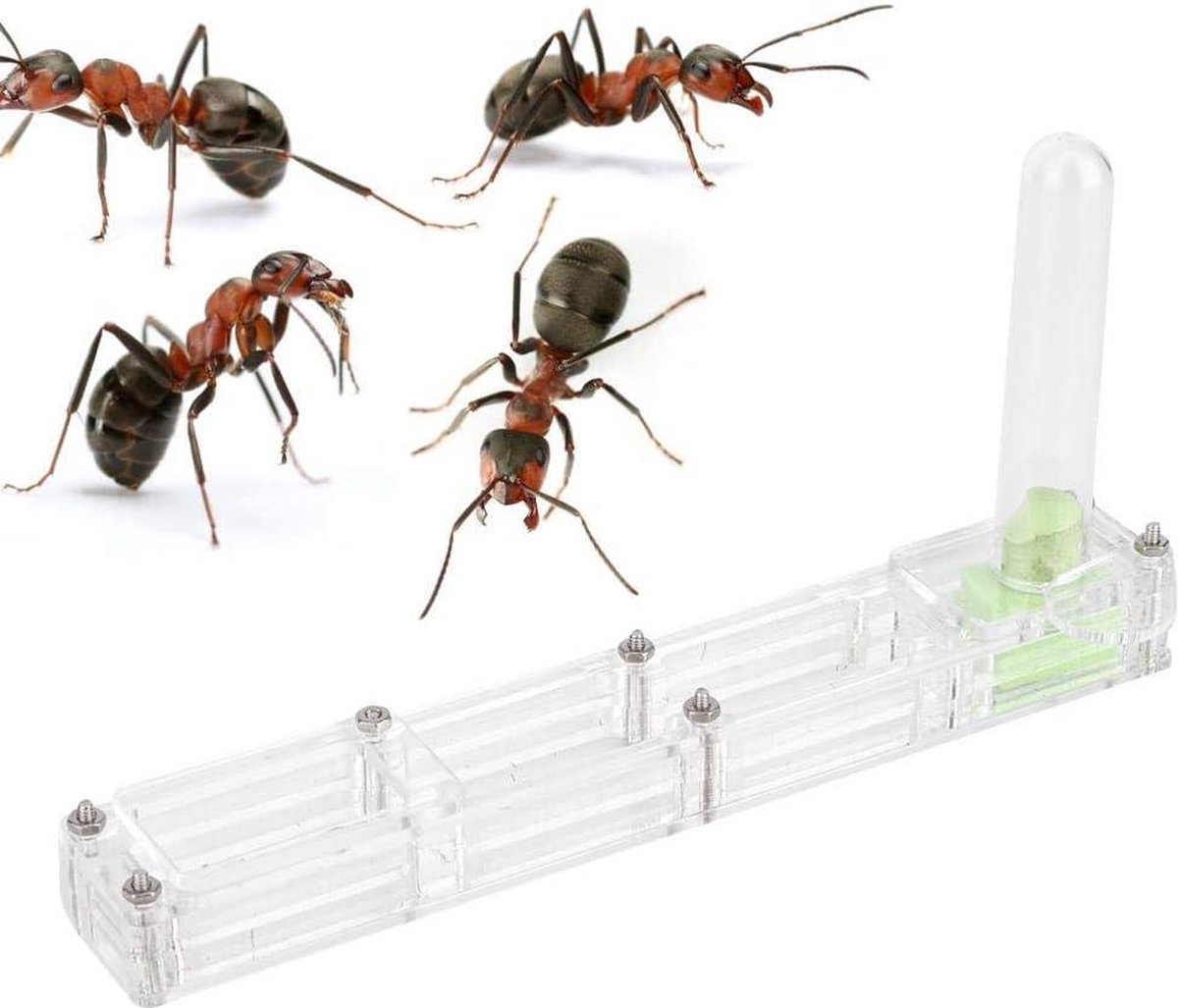 Acryl mierennest kweekhuis met mierenwaaier - transparant levendig nest