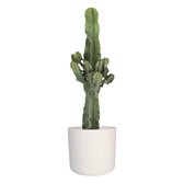Plant cactus in ® ELHO b.for soft sierpot (Euphorbia)