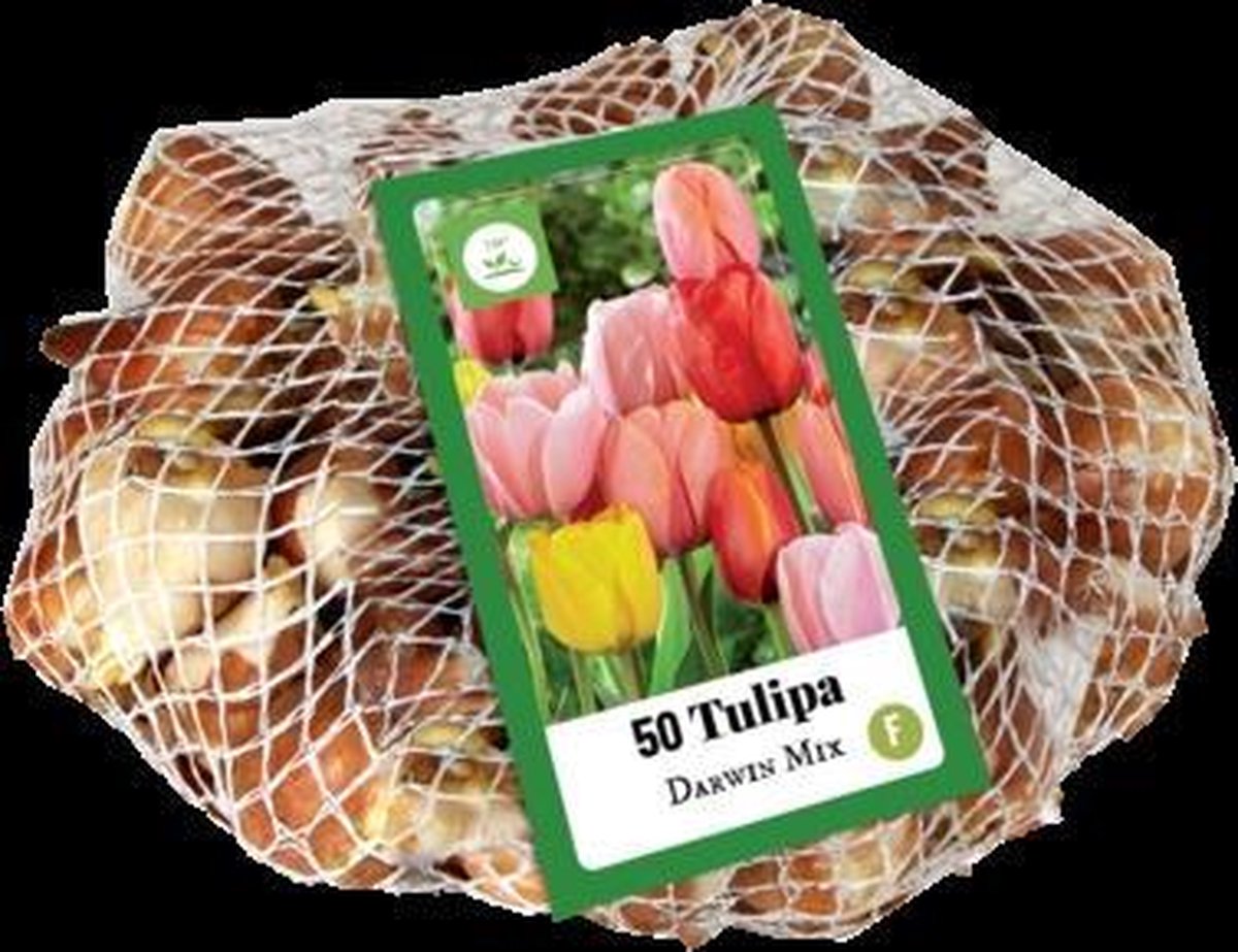 Jub Holland - bloembollen - Tulpen Darwin Hybride mix 11/12 - 50 stuks - enorme bloemen