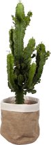 Cactus van Botanicly – Cowboycactus in een jutezak mit witte zoom als set – Hoogte: 59 cm – Euphorbia ingens