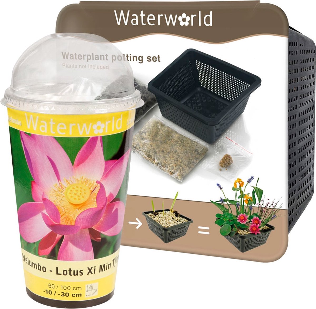Lotus of Dichte Omhooggaand Van De Waterlelie Witte Bloem Stock Foto