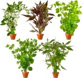 Waterworld Aquariumplanten Mix - Levend - 5 stuks - Hoogte 15-20 cm