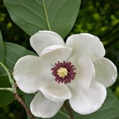 Magnolia Sieboldii - Beverboom;Tulpenboom 50-60 cm pot
