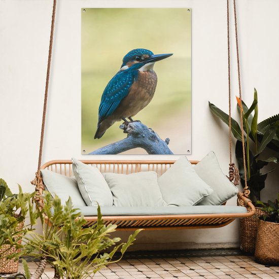 Affiche de Jardin Martin-pêcheur - Branche - Vogel - 200x200 cm - Toile de jardin