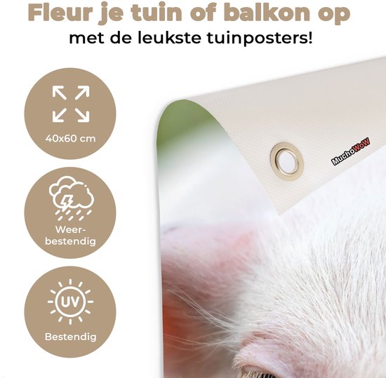 Affiche de jardin - Cochon - Herbe - Animaux - Vert - Jardin - Peinture de jardin - 40x60 cm - Décoration murale - Décoration murale - Toile de jardin - Affiche d'extérieur