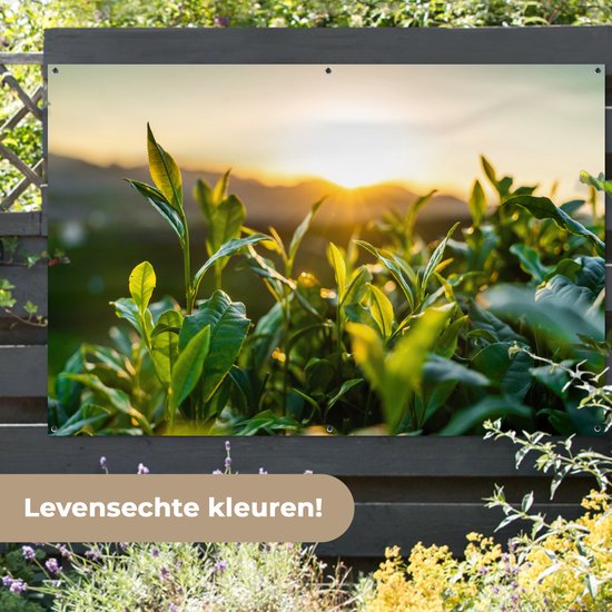 Tuinposter 180x120 cm - Tuindecoratie Zon verlicht de bladeren van theeplanten op een theeplantage - Poster voor in de tuin - Buiten decoratie - Schutting tuinschilderij - Tuindoek muurdecoratie - Wanddecoratie balkondoek