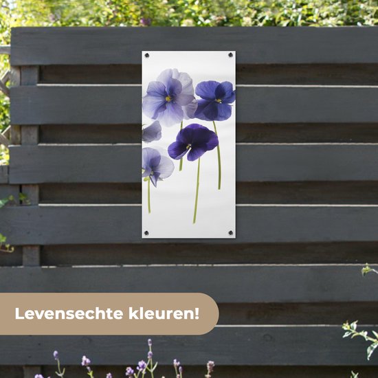 Poster de jardin Violettes violettes sur caisson lumineux - 40x80 cm - Décoration murale Outdoor - Poster de jardin - Toile de jardin - Poster de clôture - Tableau de jardin