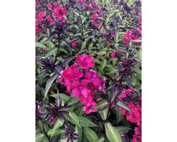 6x Vlambloem - Phlox paniculata 'Starfire' | 9x9 cm pot