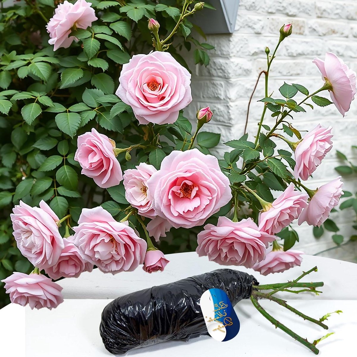 Roze Klimroos - Klimmer Rozenplant - Tuin Verfraaien - Geurende Bloemen - 90-120 cm Hoog - Roze