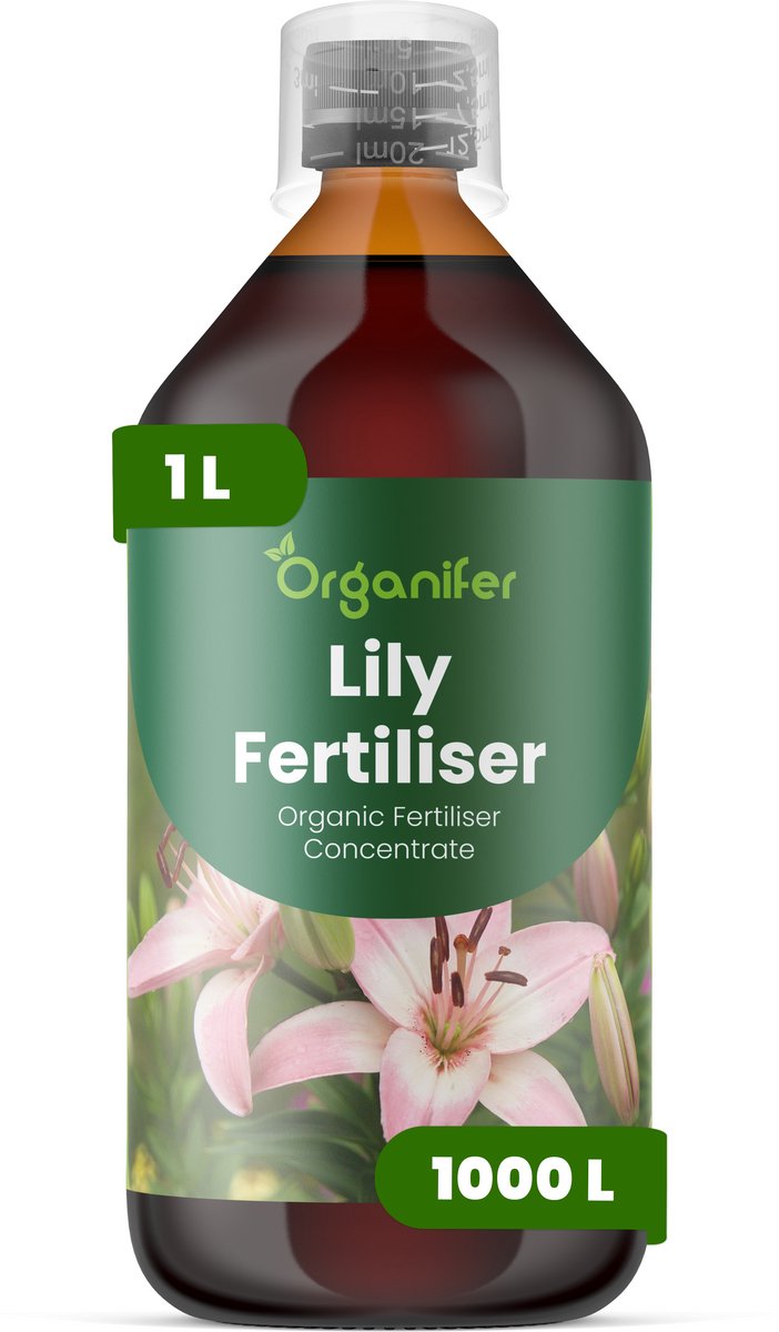 Vloeibare Meststof Voor Lelie 1 L Voor 1000 L - Npk 3-4-3 - Geschikt Voor Аlle Leliesoorten - Voor - Stengelstevigheid - Verticale Groei - Knopvorming - Kleurintensiteit - Langdurige Bloemen - Sierwaarde - Geschikt Voor Snijbloemproductie - Organifer