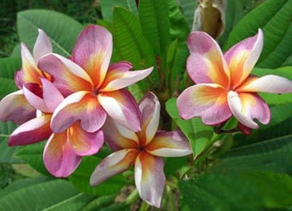 Plumeria Agave Zaden - Paarse Vlinder - Tuinieren Unieke Planten - Makkelijk Te Kweken - 20 Stuks - Paars