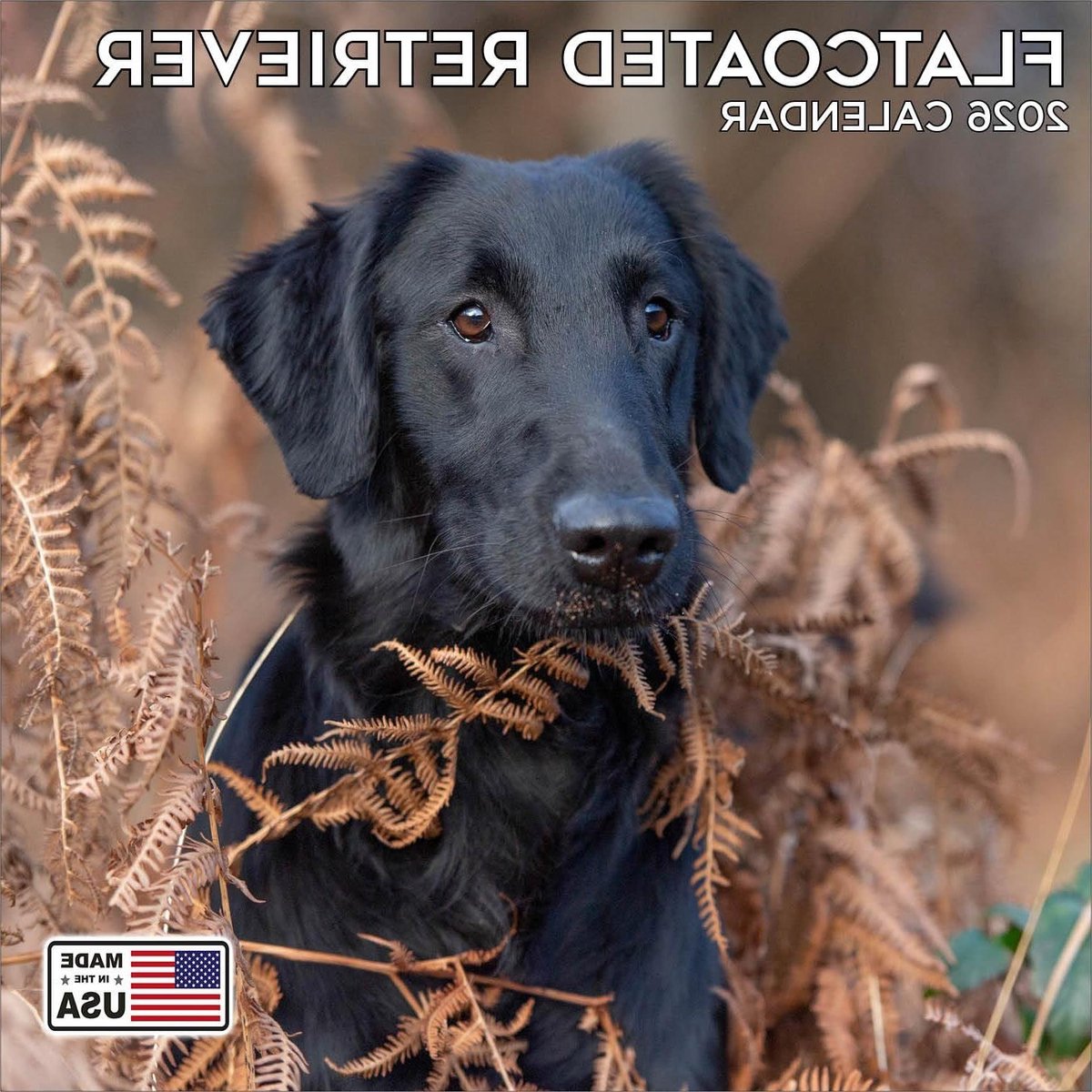 Flatcoated Retriever Kalender - Hondenkalender Jaarplanner - Hondentrouw Jaaroverzicht - High-Definition Afbeeldingen - 30x30 cm - Meerdere Kleuren