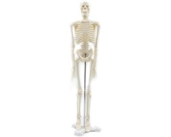 Anatomisch Skelet Model - Menselijk Skelet - Medische Studie - Gedetailleerd PVC - 45 cm Hoogte - Wit