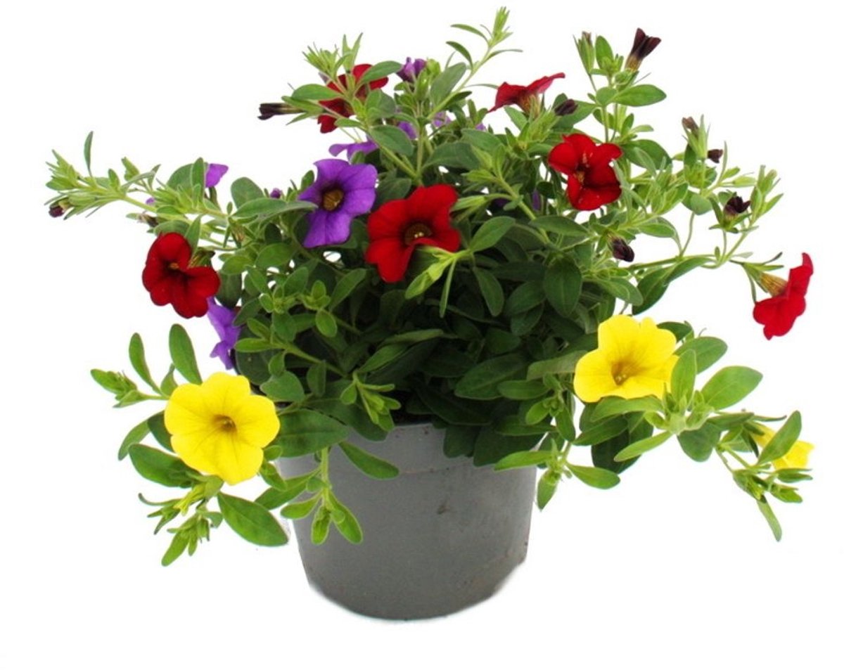 JUNAVERA Petunia 'Million Bells' kleurenmix | Verkoop per stuk | 12 cm hoog | In 10 cm pot | Rijke balkonbloeier