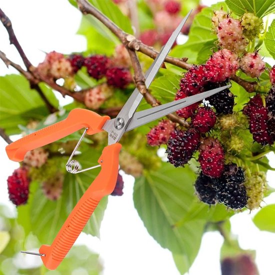 Lange Snoeischaar 25cm met RVS Scherpe Bladen voor Takken en Bloemen van Merkloos	 — afbeelding 4