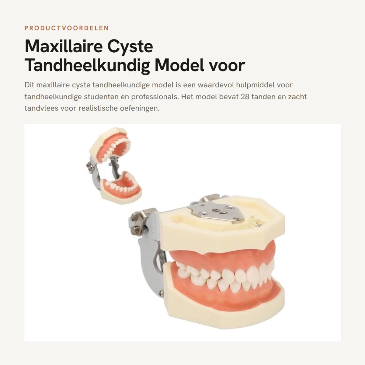 Dailygoods- Tandheelkundig Model 28 Tanden - Maxillair Cyste Model - Zacht Tandvlees - Oefenmodel - Praktische Training - Afneembaar Abces - Onderwijsmodel
