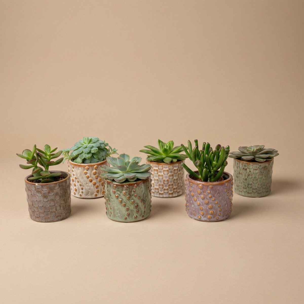 Succulenten Set van 6 in Keramische Mini Potjes Madrid - ↑ 8–12 cm