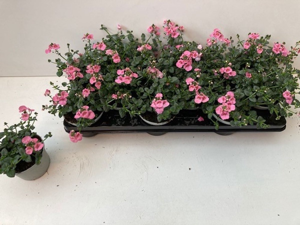 JUNAVERA Diascia 'Ruby Field' | 10 cm pot | ca. 10–15 cm hoog | Rijkbloeiende terras en borderplant