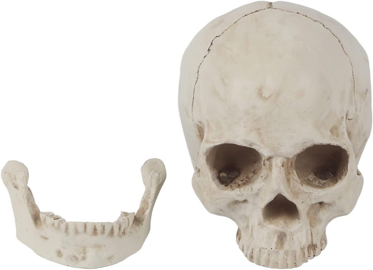 Levensecht Menselijk Schedelmodel van Witte Hars voor Anatomie, Onderwijs en Decoratie met Afneembare Schedelkap