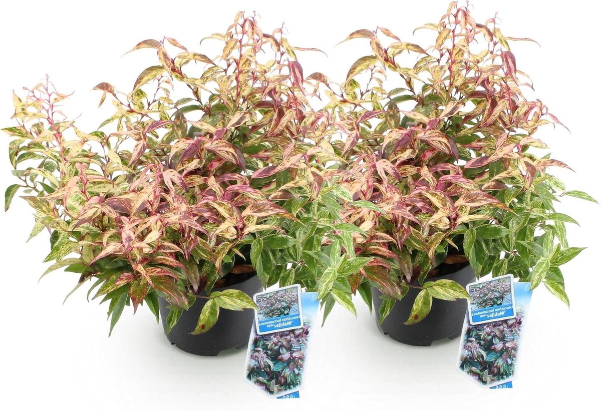 Tuinstruiken - Groenblijvende plant - Tuin aankleden - Gekrulde bladeren - Pot 17cm - Goudrood