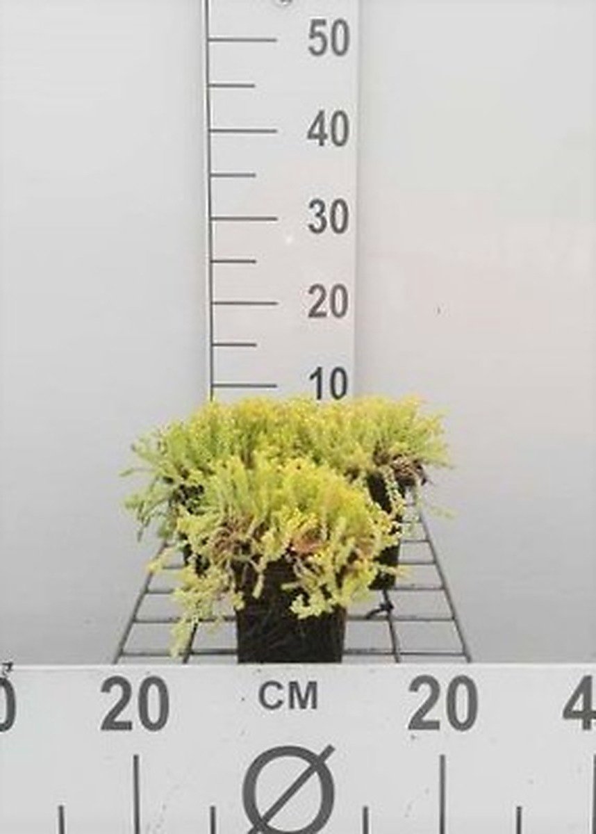 6x Sedum acre 'Elegans'