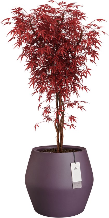 Paarse Elho bloempot met een rode Japanse esdoorn.