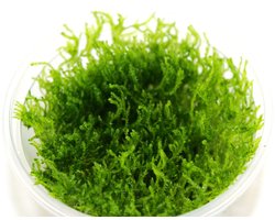 Peacock Moss - Cup 80 cc - Aquarium mos - Aquariumplant - Aquarium decoratie - Moerings
